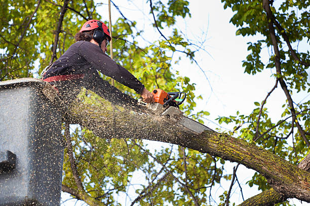  Kelseyville, CA Tree Care Pros